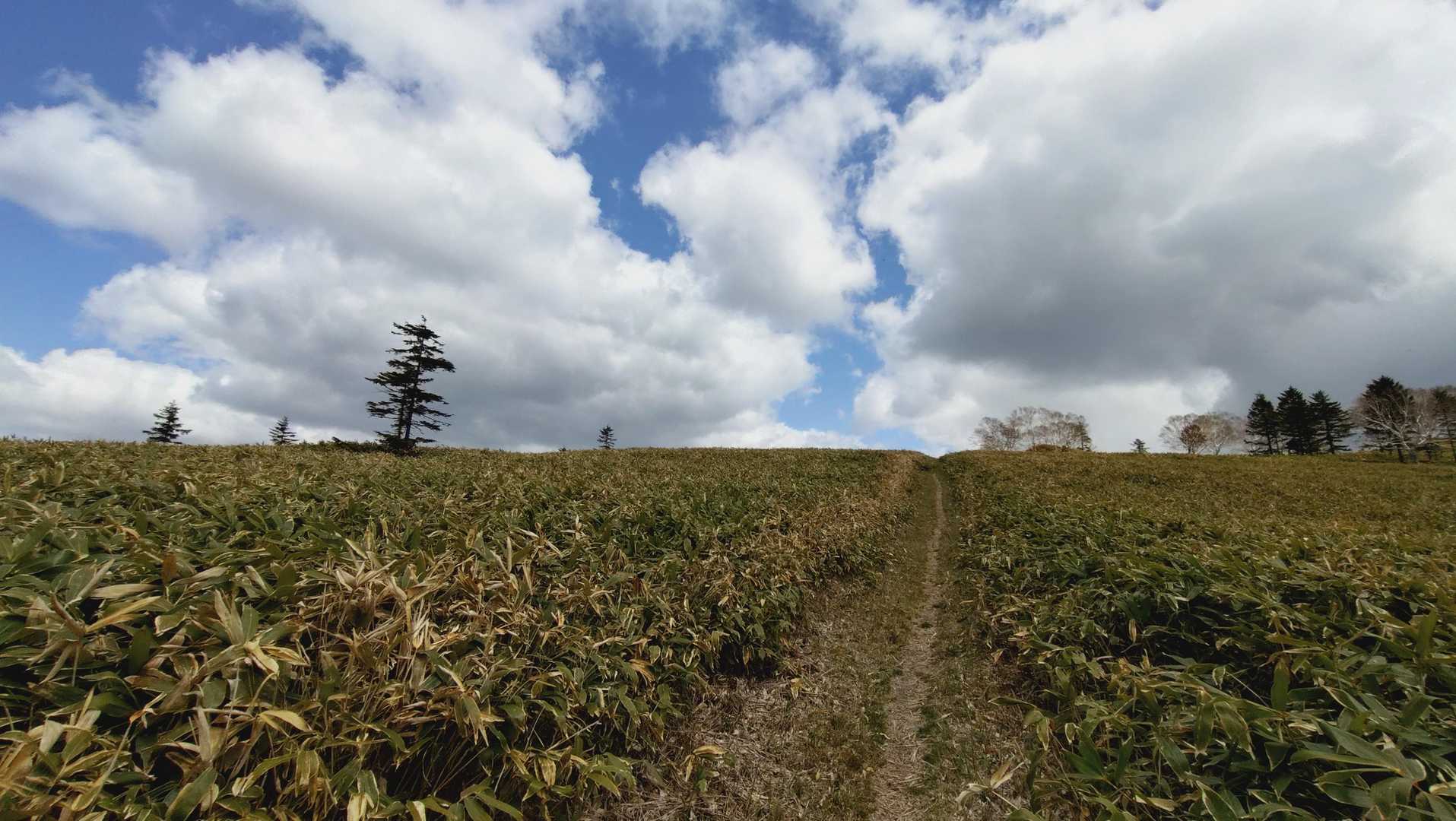 よき🌱