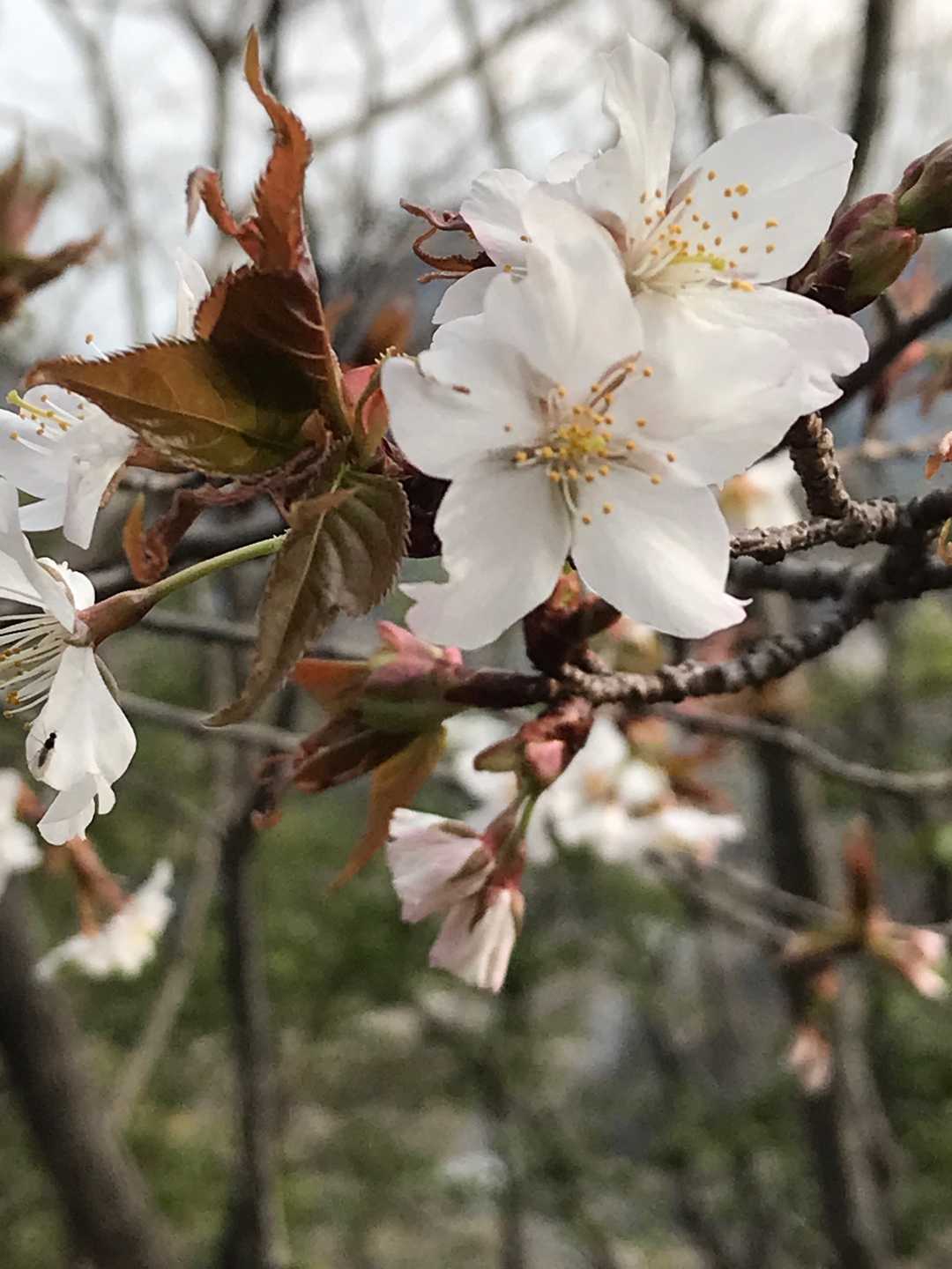 白の🌸アップ^_^😃