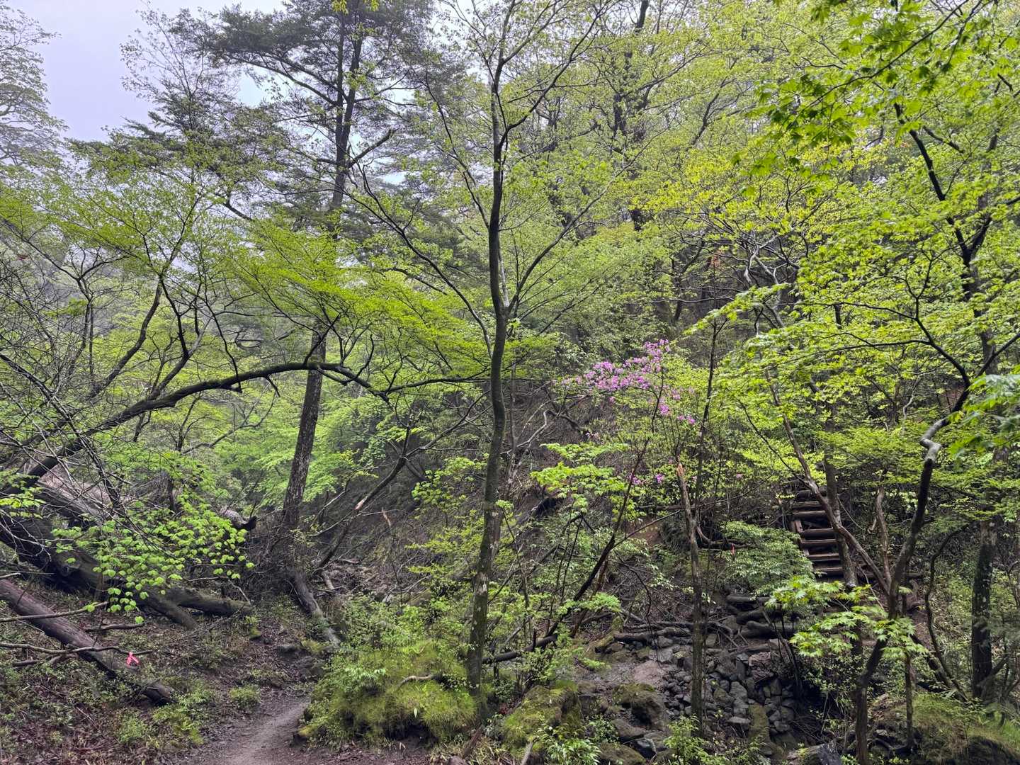韓国岳登山口-韓国岳-つつじヶ丘登山口 周回コースの写真