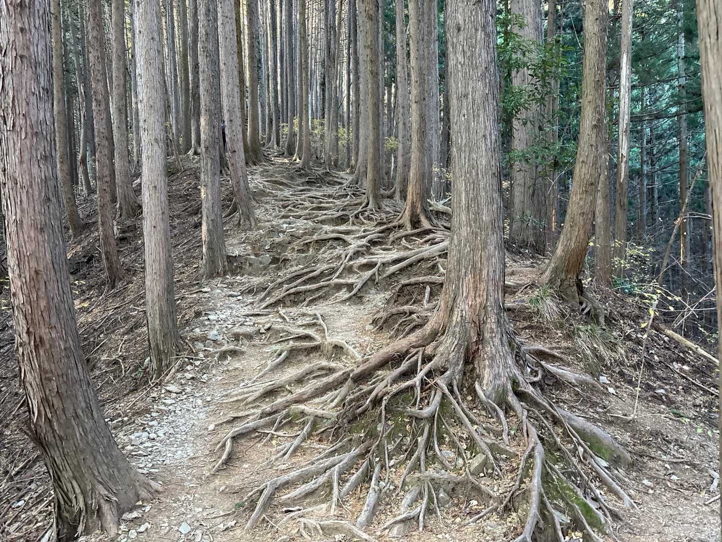 木の根が張り巡らされた樹林帯