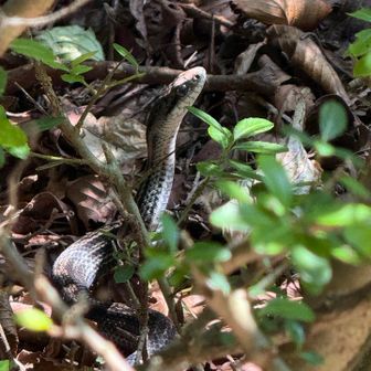 シマヘビ…と思ってたら
ヤマカガシでした🐍

西日本に多い黒化型みたいです。
猛毒を持ってるので、刺激しなくて良かった😅

このあと、ノーマルなヤマカガシに遭遇🐍
そっちはすぐに逃げたので撮影できず💦