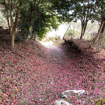 椿ロード　ここまで頑張ったちょっとしたご褒美？