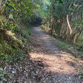 登山道を登り出します。この辺りではセミが結構鳴いています。
