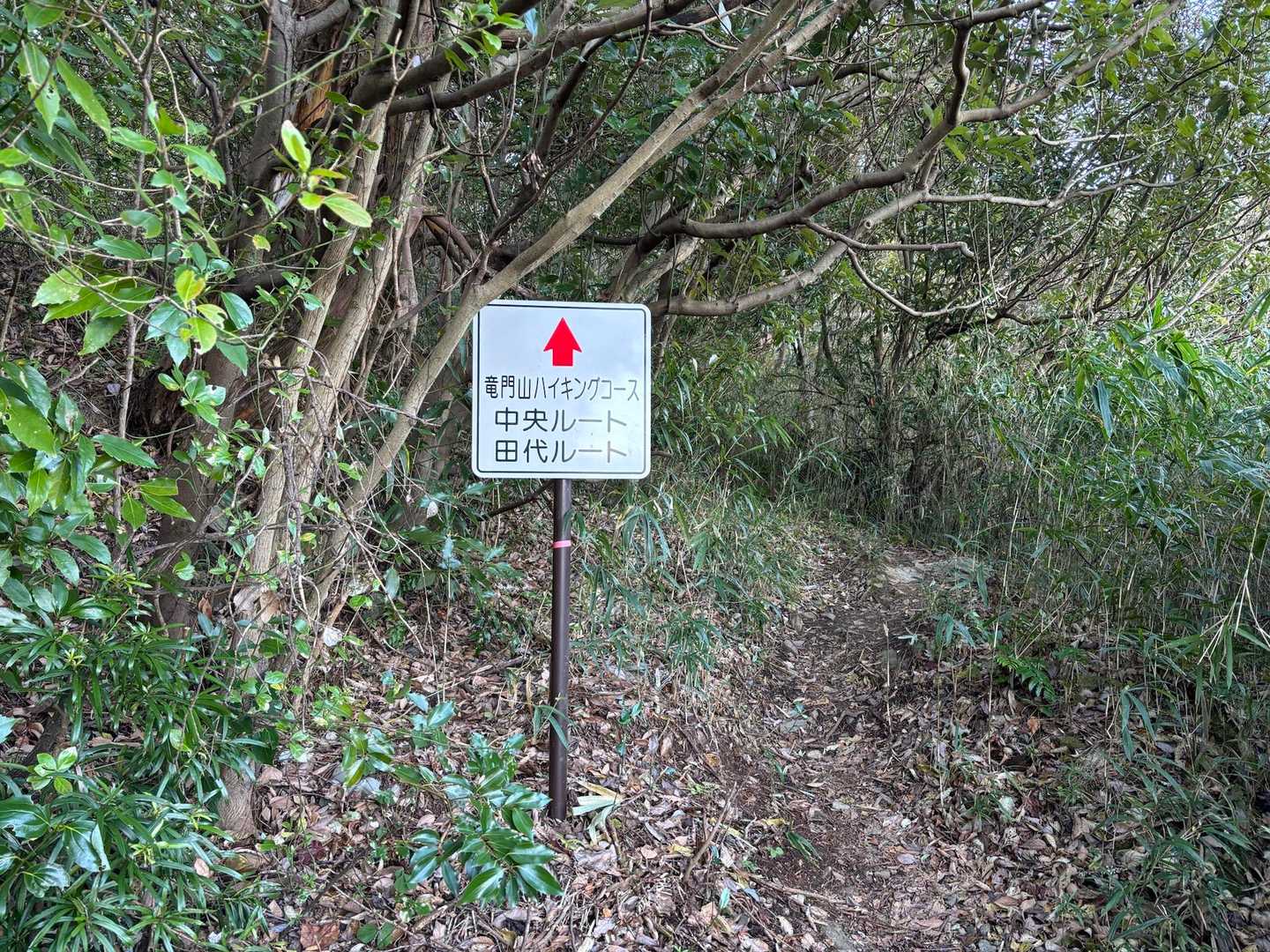 ようやく土の登山道。