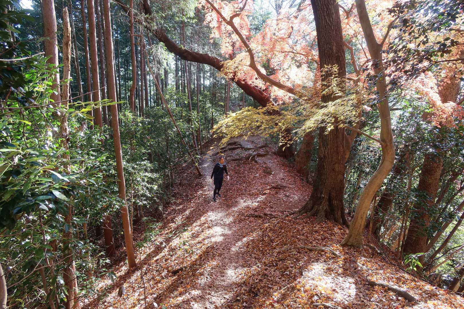 韋駄　天を見る。素晴らしい紅葉🍁