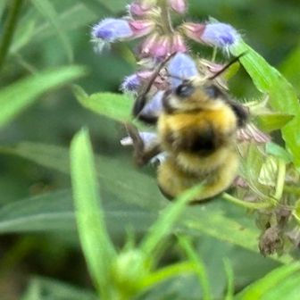 蜂がとまる度に ぐわんと垂れる