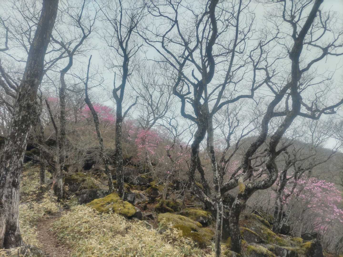 ひたすら下り、苔岩越しのアカヤシオ🌸