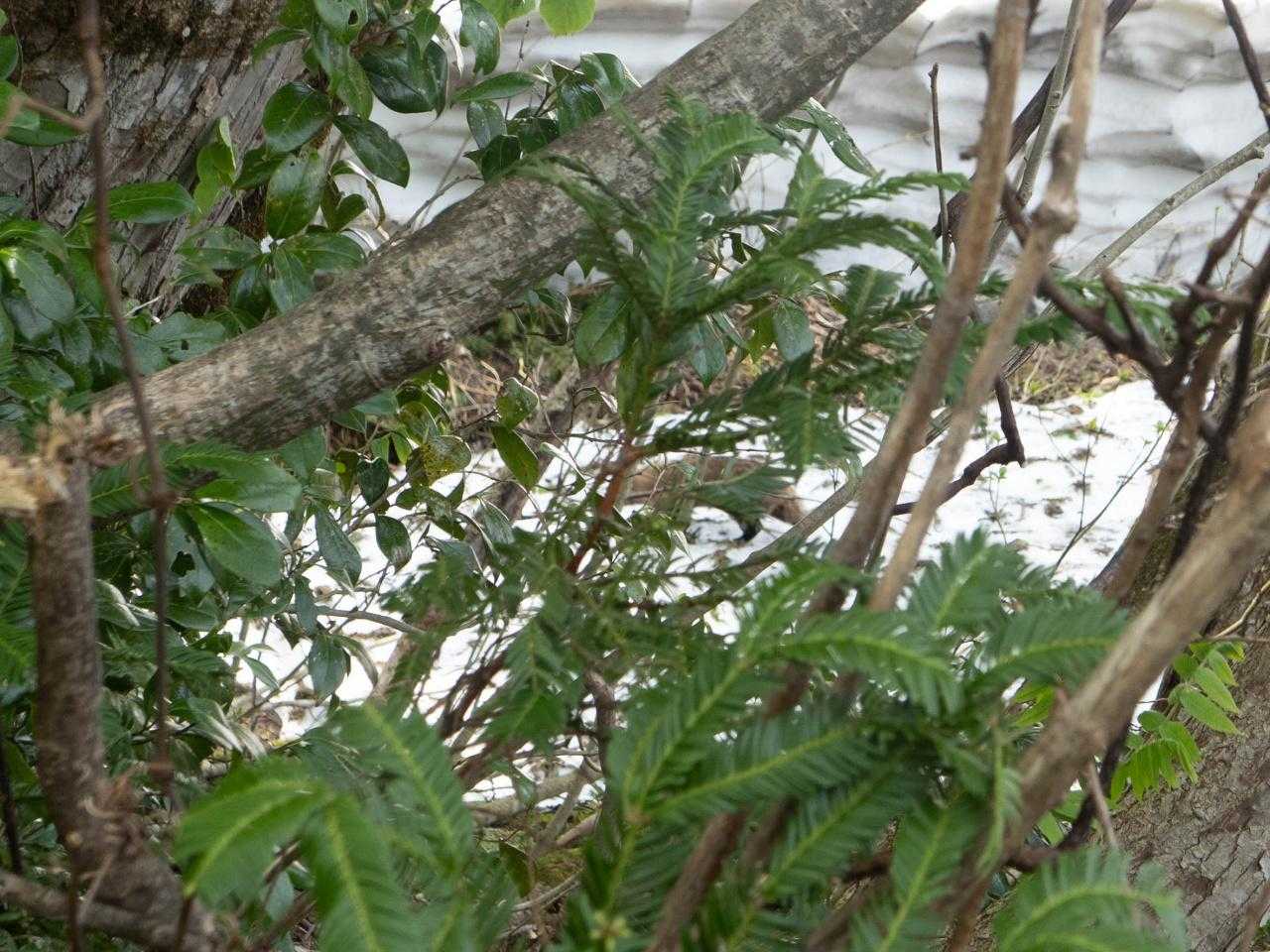 アナグマ発見