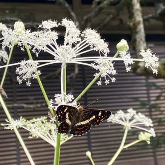 アカマダラ🦋
