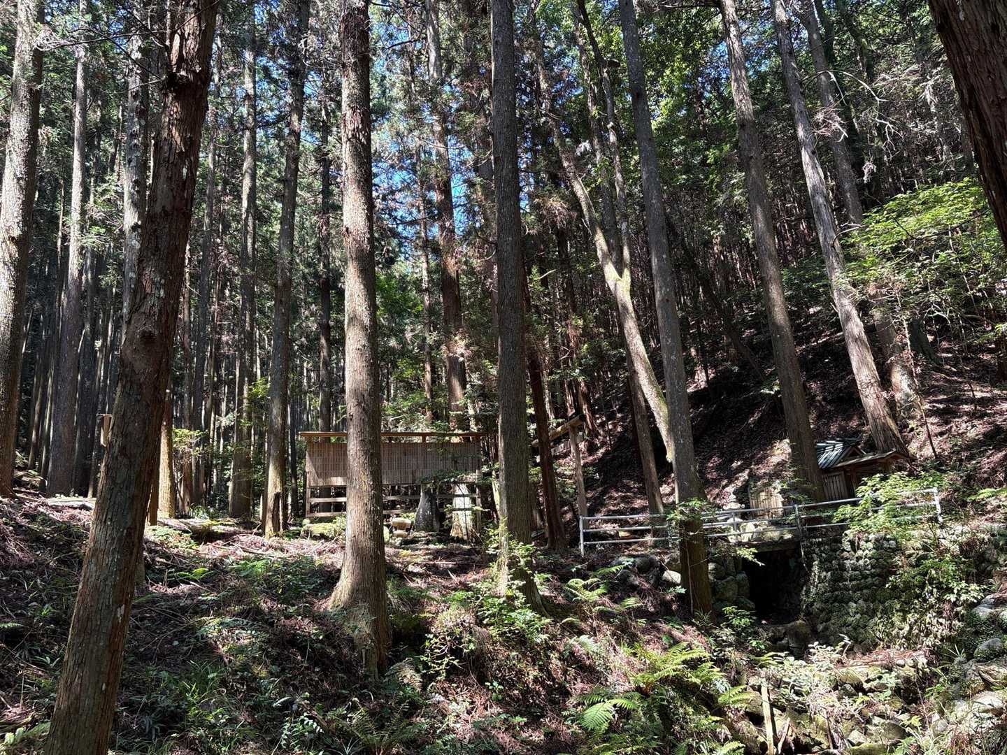 東の尾根登山道コース-一本杉-ツヅラ又山 往復コースの写真