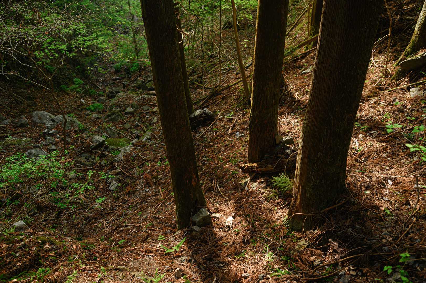 白谷沢登山口-権次入峠-棒ノ嶺-北東尾根入口 周回コースの写真