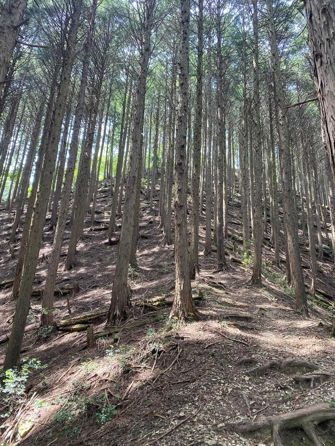 怖い杉林