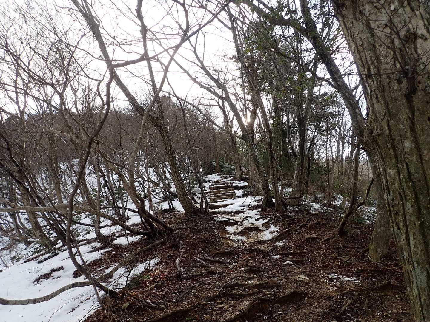 霧氷が付いたらきれいなんでしょうね❄️