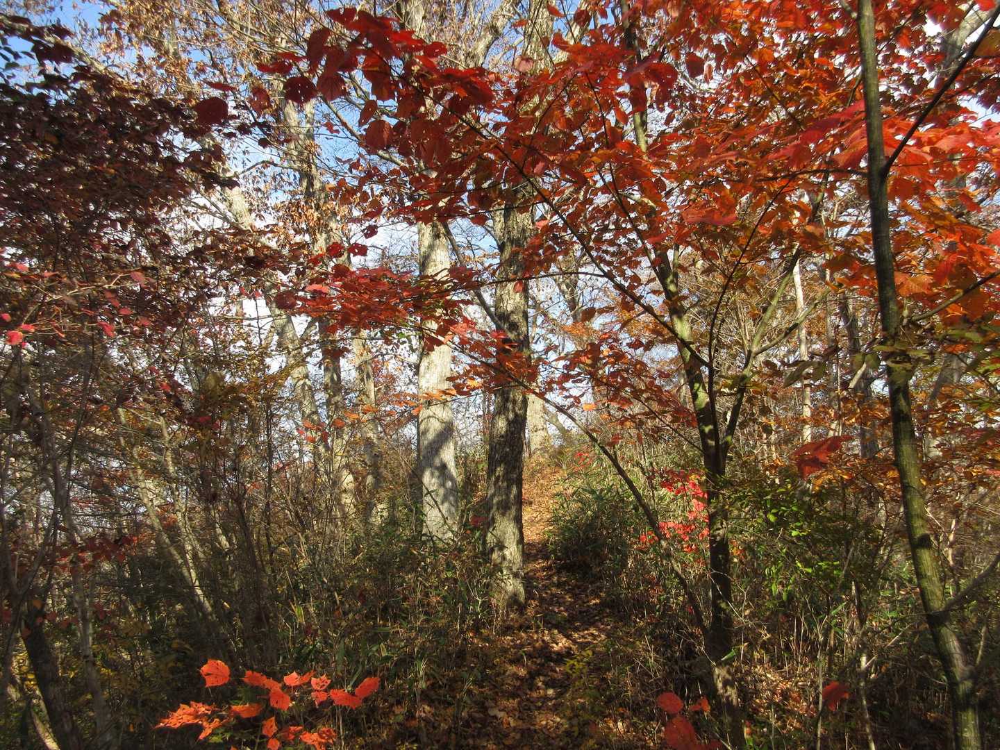 
縦走路・散りぎわの艶やかさ🍁
