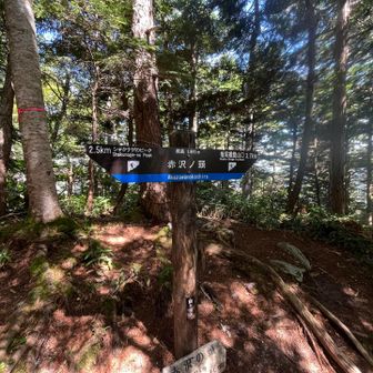 赤沢ノ頭からは降りやすい道になって来た
将棊頭山の桂小場からの雰囲気にちょっと似てる