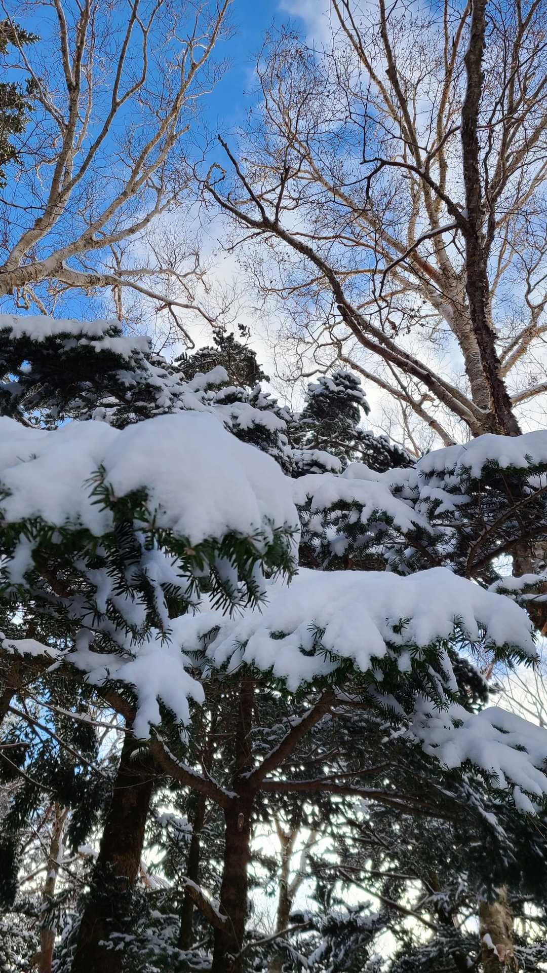 モフ(´ω｀)