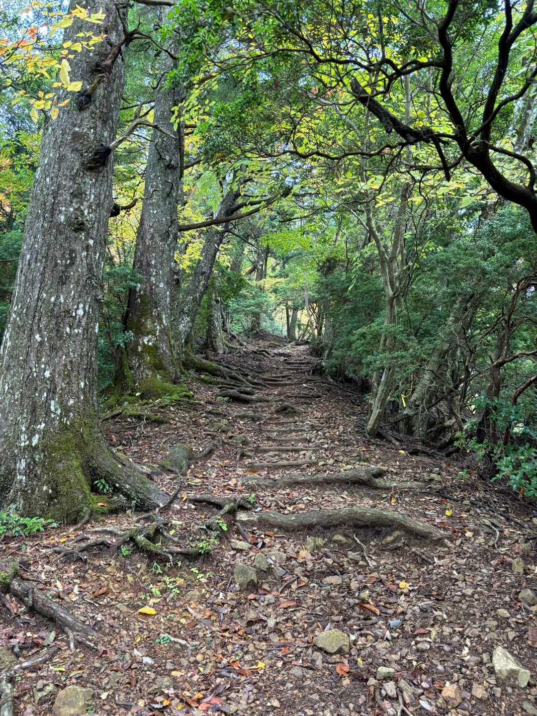 女人道巡り・高野三山巡り②の写真