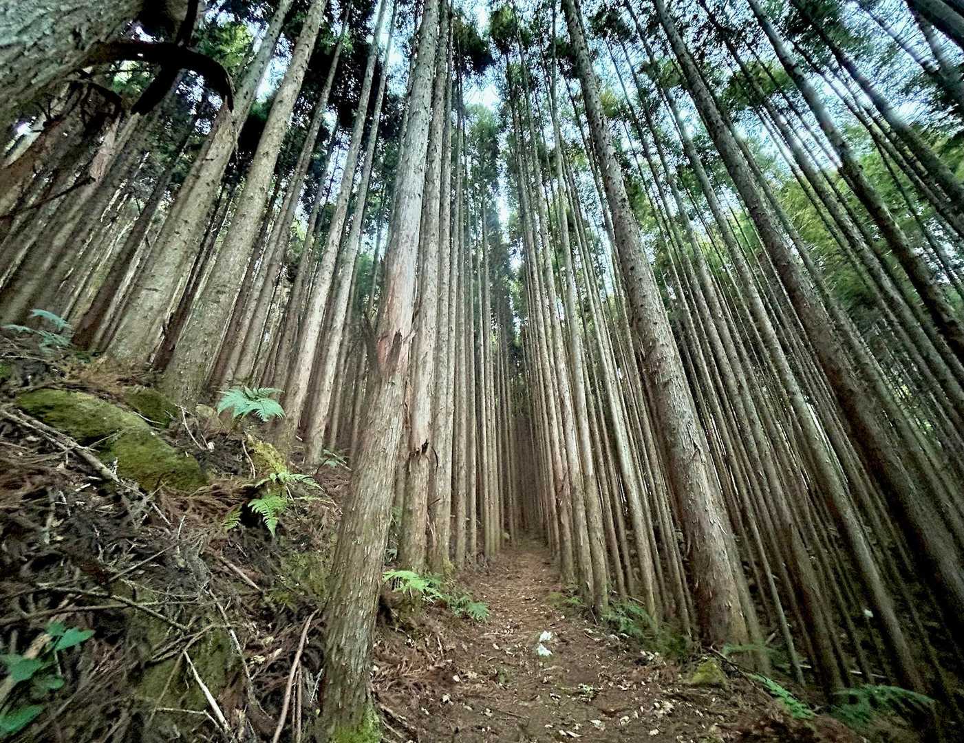 ちょっとゾクゾク👻する薄暗い植林帯🌲を▶️