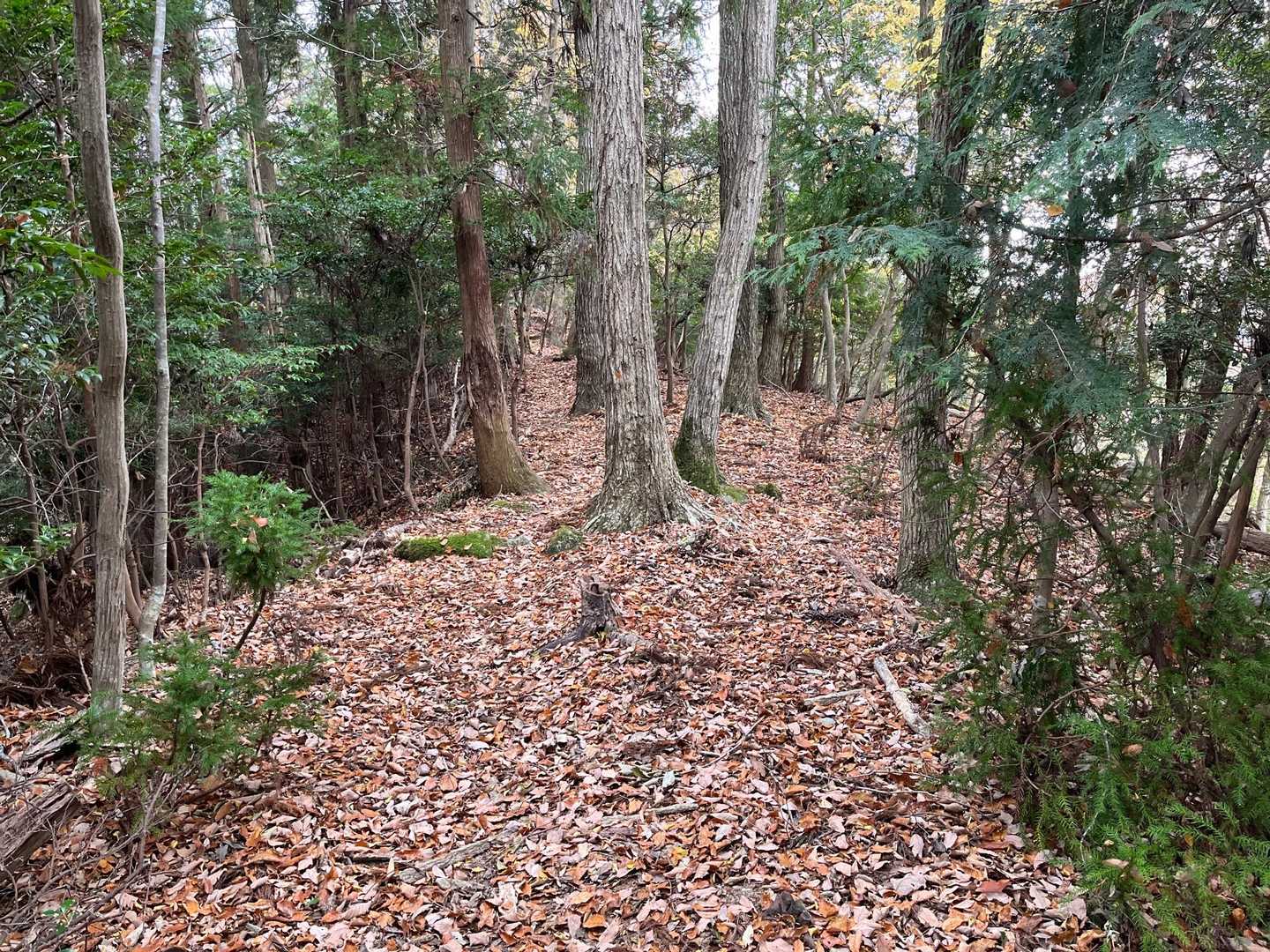 大量の落ち葉🍂に、思わずズッコケる💦
怪我無し👍🏻　スベルスベル😅