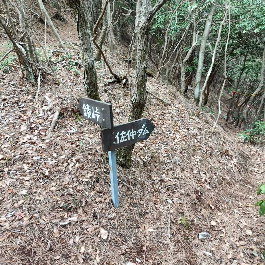 分岐。