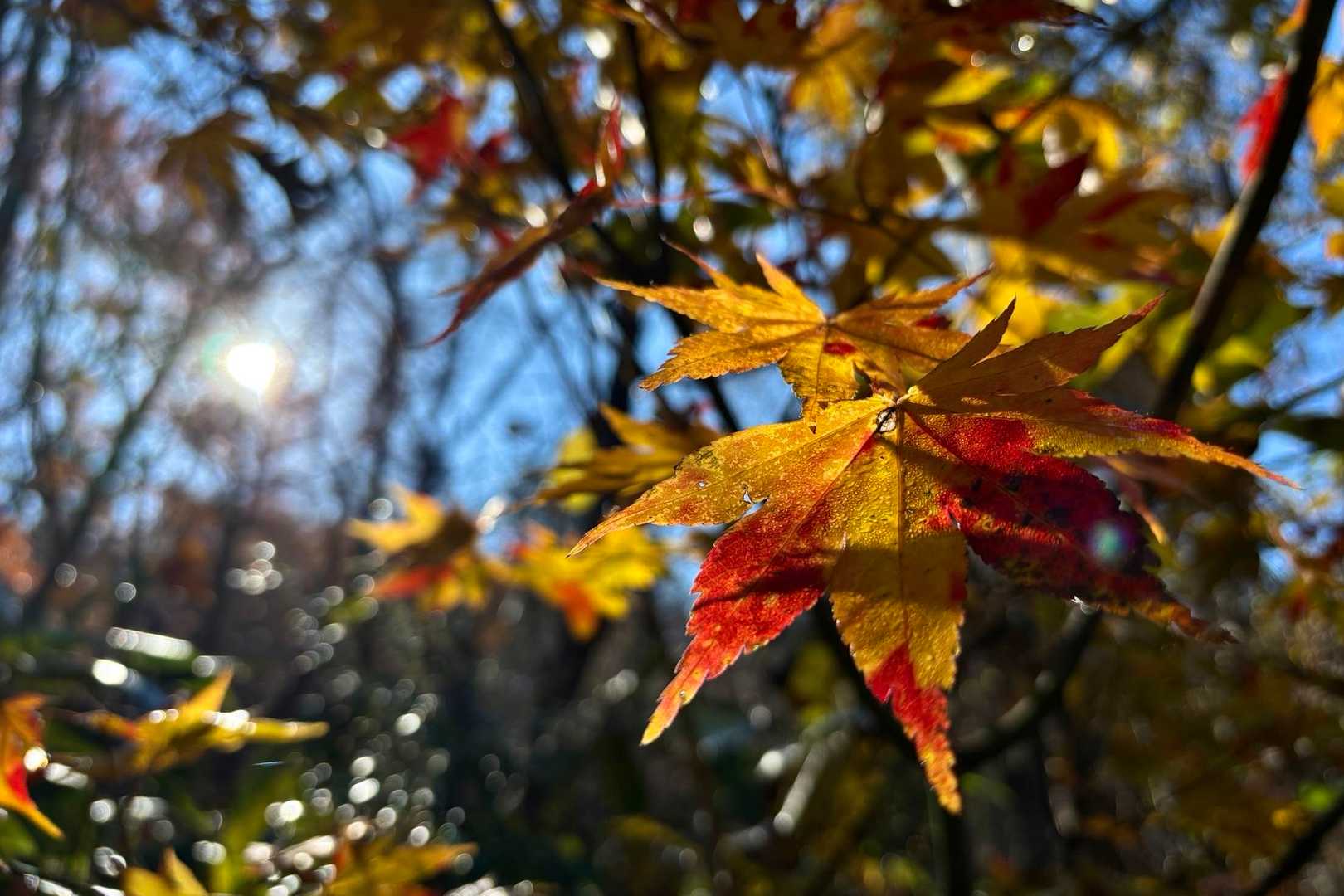 🍁