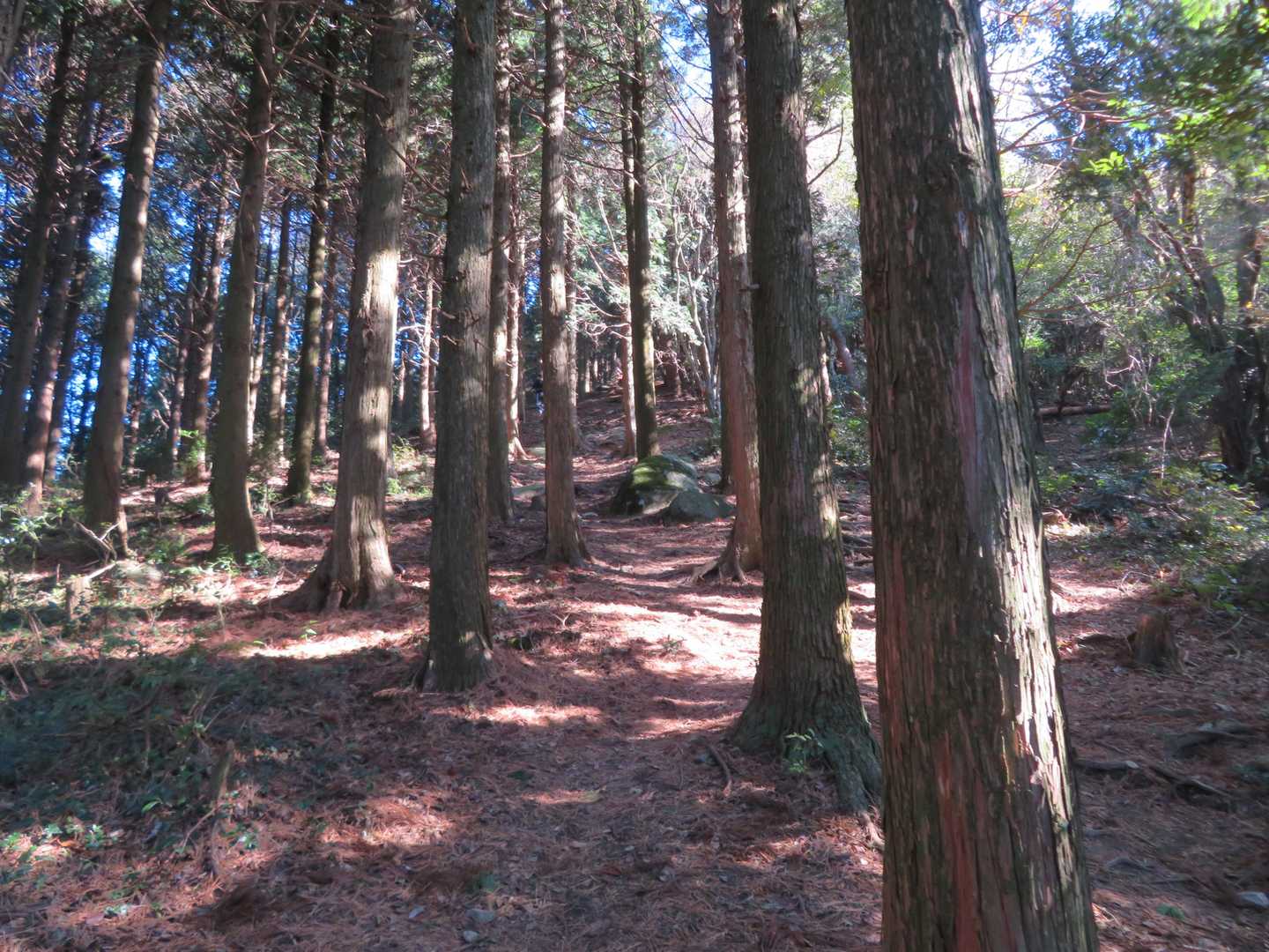 急登を登ります。