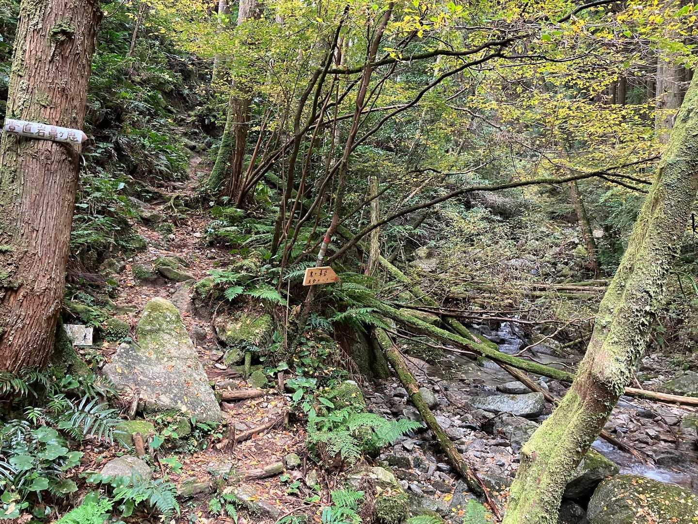 はじめ、沢沿いを登り、鬼ケ鼻岩山⛰️への直登ルートへ、右➡️側に渡渉してゆきます。