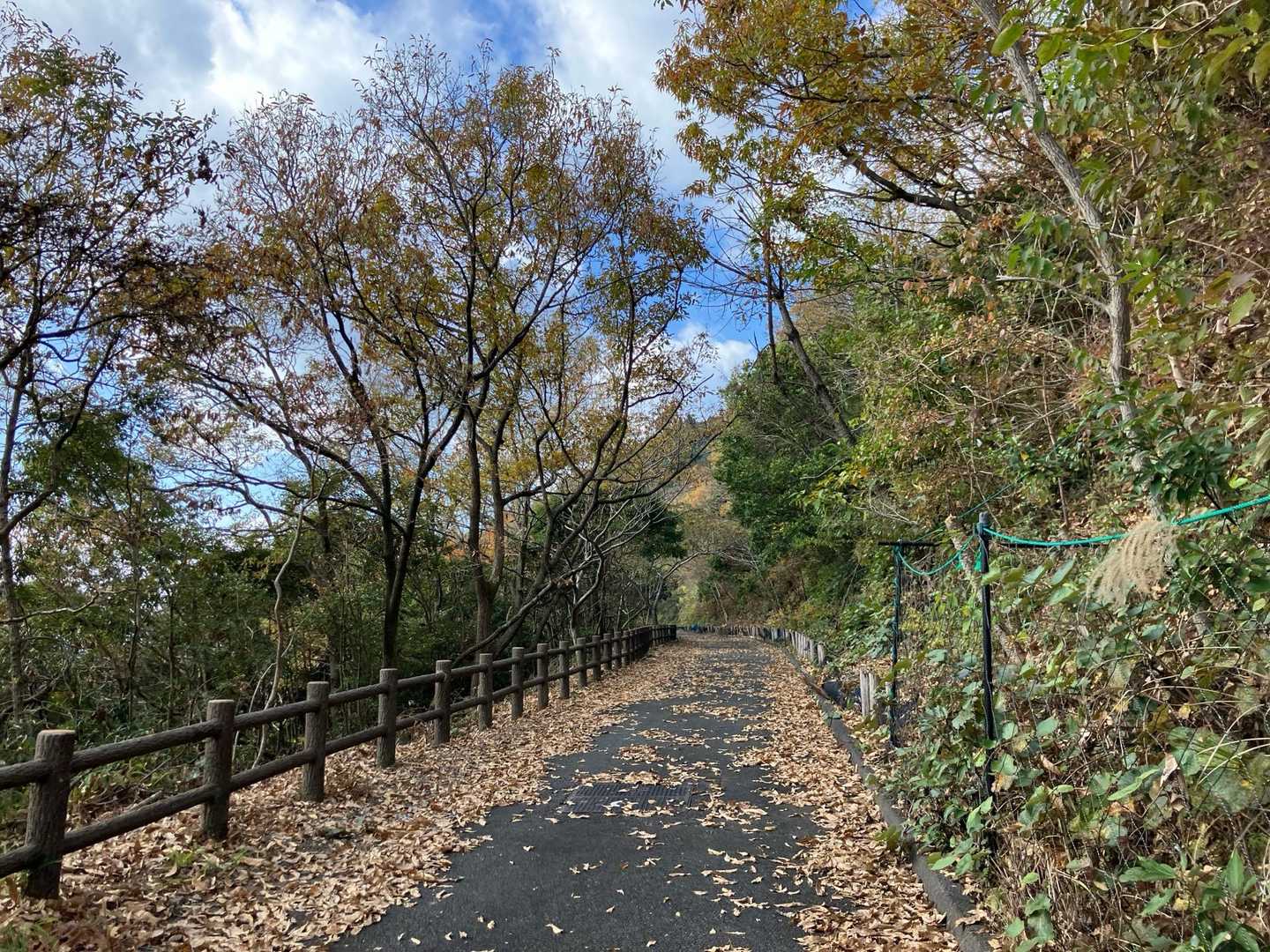 落葉して冬支度
