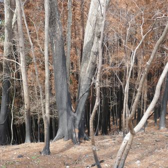 南側斜面の下の方は、真っ黒である。
