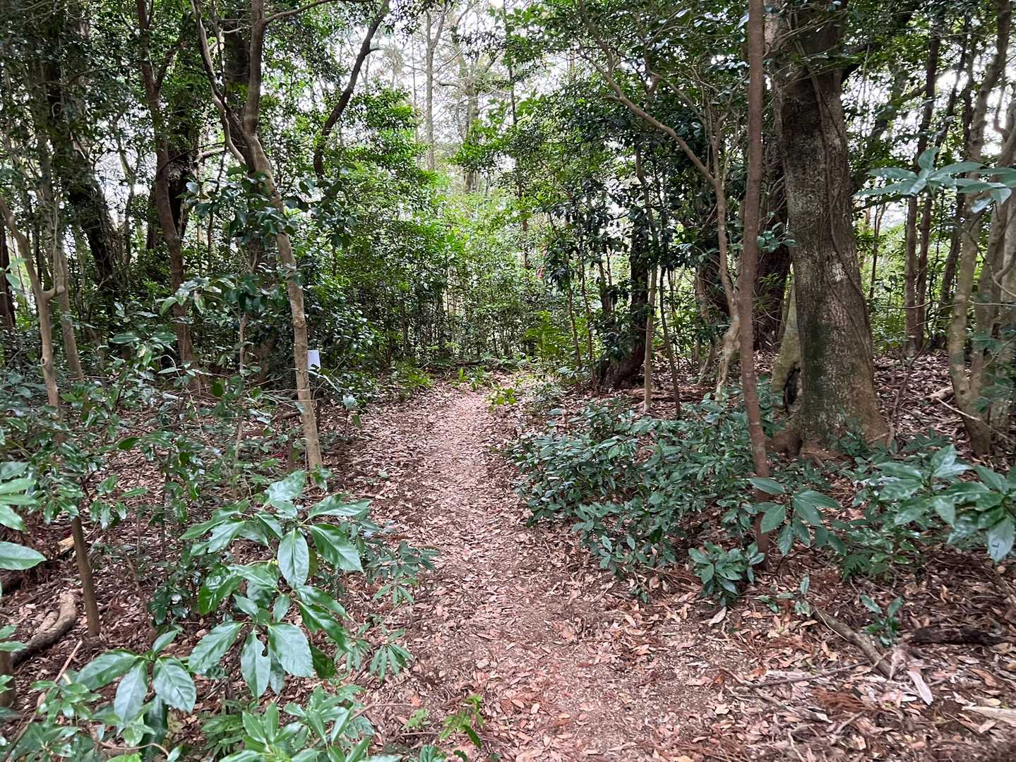 歩きやすい小道を歩いて行くと