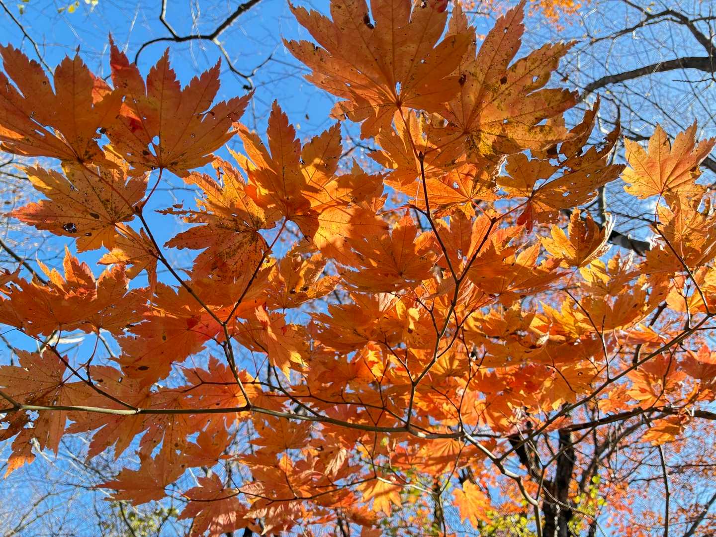 何枚も撮るね🍁