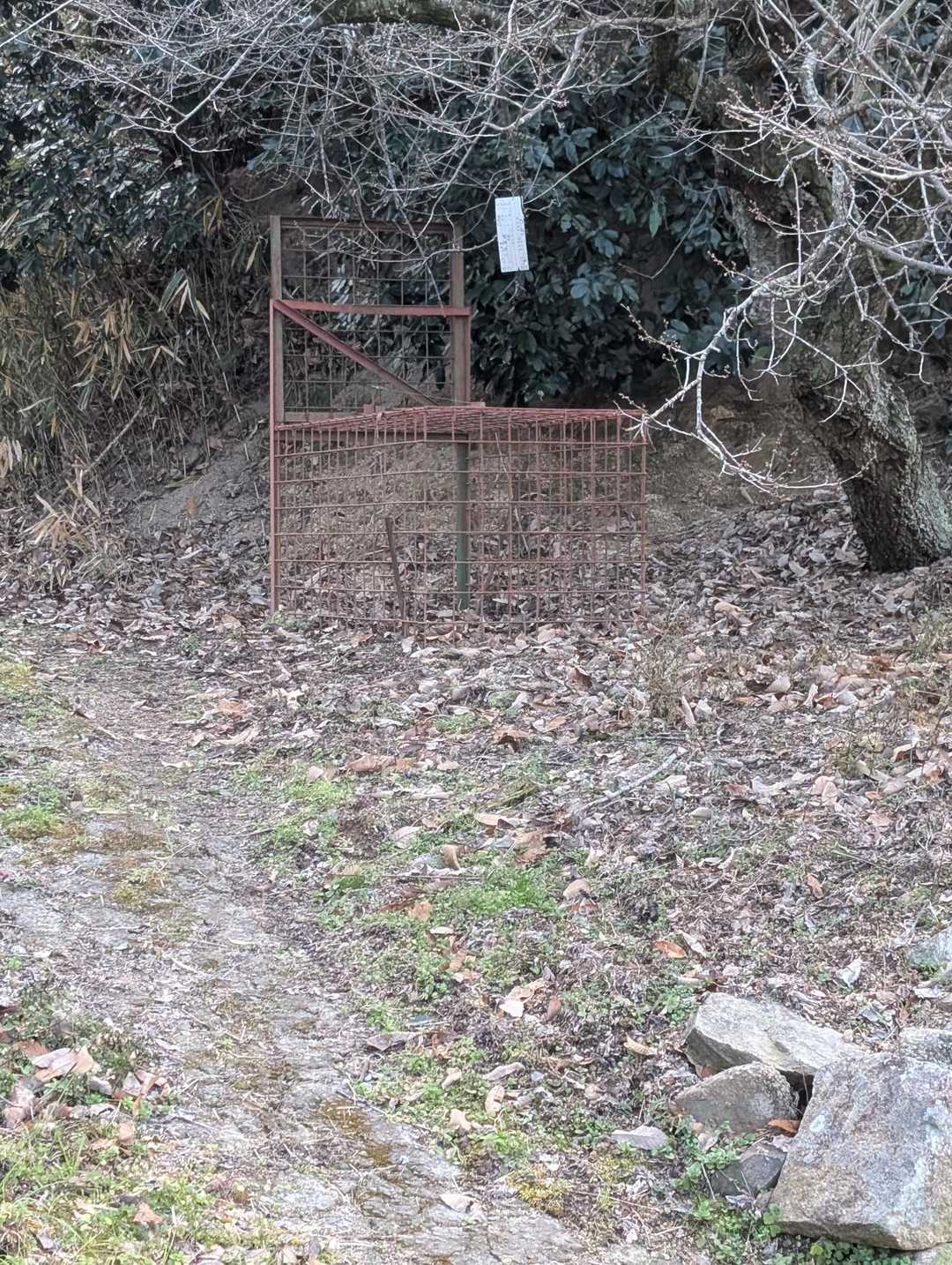 低山あるある🐗