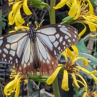 オタカラコウの蜜を吸ってるアサギマダラ🦋天上寺はどうなってるんだろう