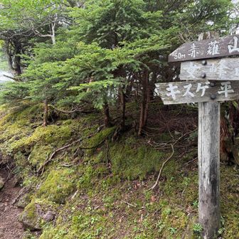 赤薙山手前まで戻ってきた。山頂には寄らずキスゲ平方面へ直接接続する迂回路に回った