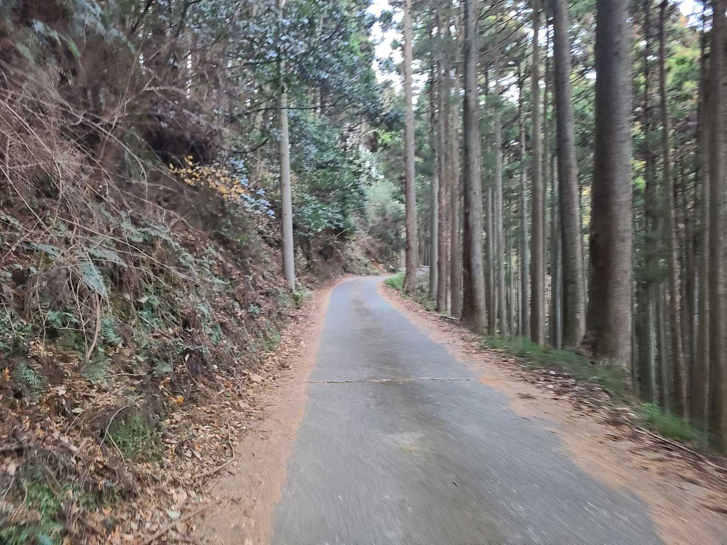 しばらく林道を準備運動代わりに