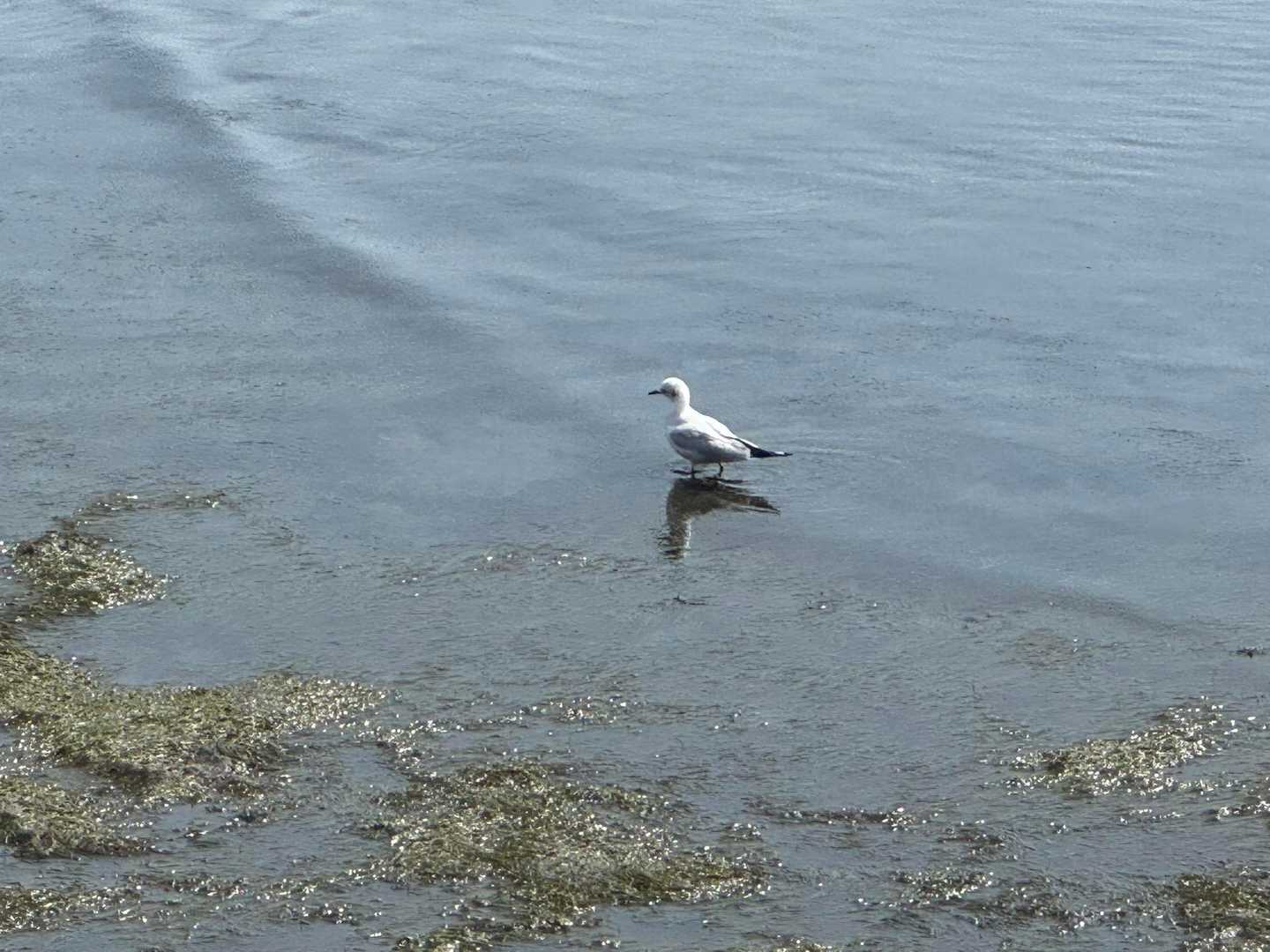 飛ばずに歩き続けるカモメ