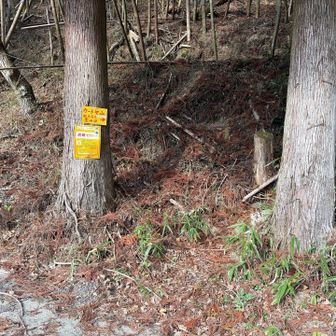 無事に下山できました。というか、やっとの思いで無事に下山させて頂きましたという感じですかね。

樅富士からの下りは、大変でした😅慎重にゆっくりと歩みを下に向けて進めましたが、YAMAPに等高線の詰まったところで、スライディングです😰それも1回ではありません！10回くらいやりました。急傾斜なところに松など針葉樹の枯葉が堆積していてツルツルです。ズボン👖は汚れませんが、お尻を強かに打ちました。1回は、細い木の幹を掴んで滑降が止まりました。