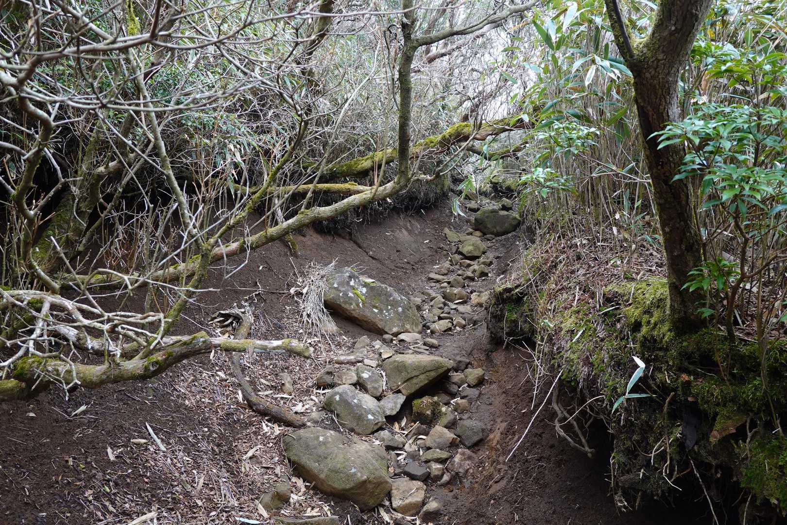 登山道に突き出た枝が多いので頭上注意⚠️
身長が高い人は慎重に🤭