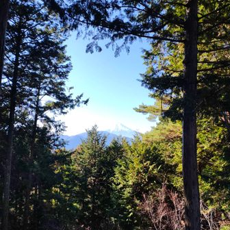 南西側は木々の間から