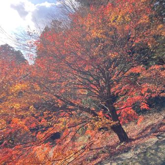 三の鳥居前のモミジが美しい。