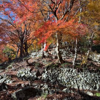 ラストの下り。
松樹庵周辺の紅葉が見事だった。
