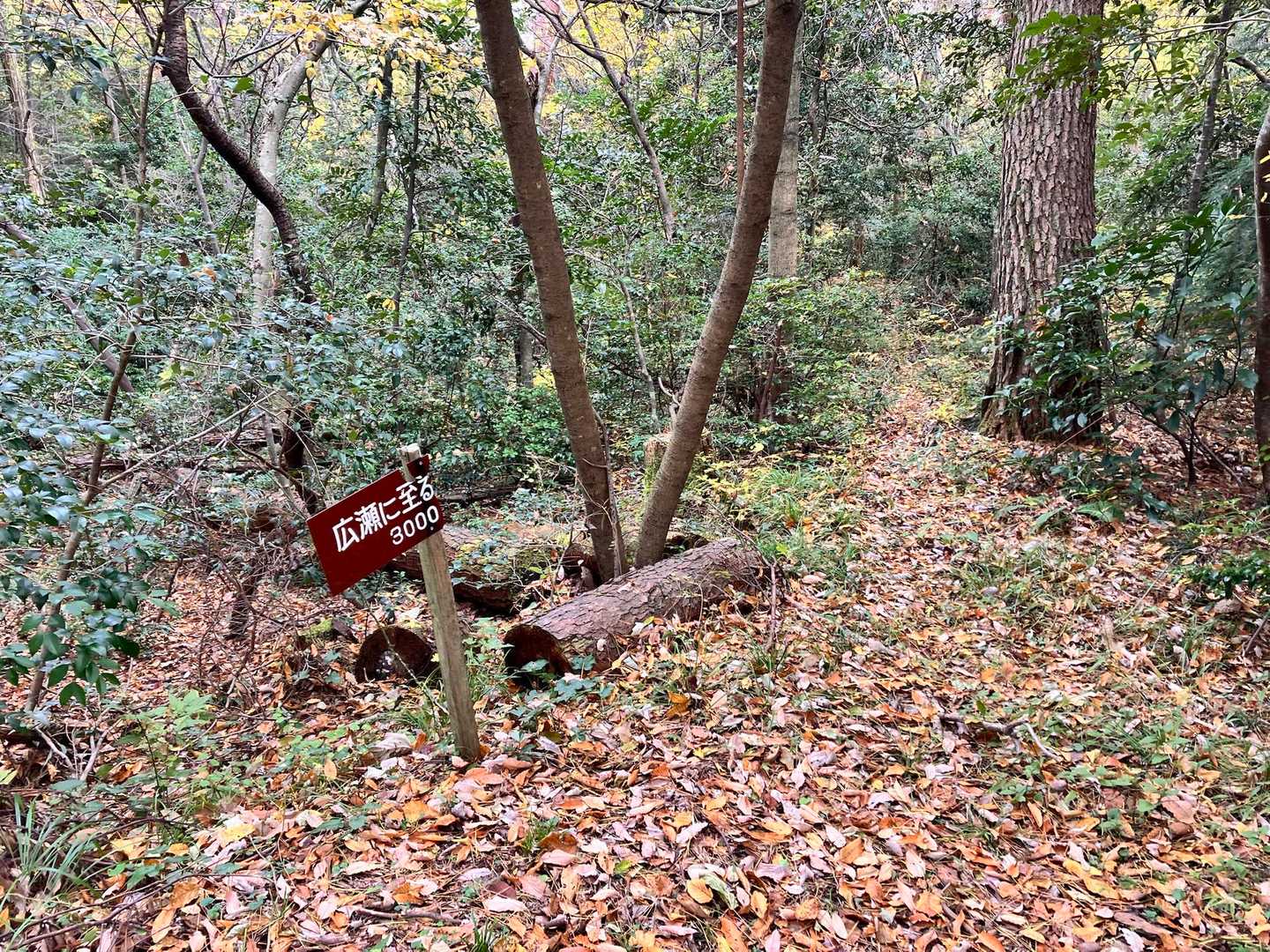 広瀬に行けるんだ。どこに出るんだろー。分岐あるとワクワクする。