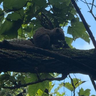 リスさん🐿️何食べてるのかな？