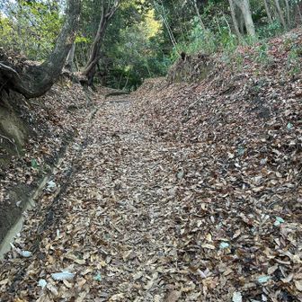 落ち葉🍂でフカフカです

私、全く調子が上がりません💦
太った太った🐷
MAIは、トレーニングと言い、ビューンと登って行きました
いつものハンソロ😝