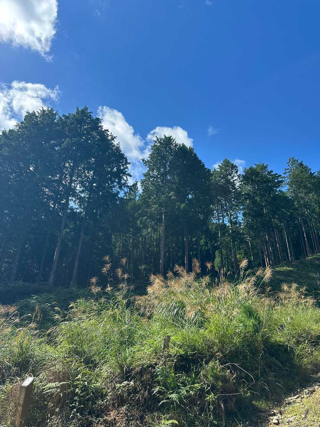 茶呑峠-鳴の堂 縦走コースの写真