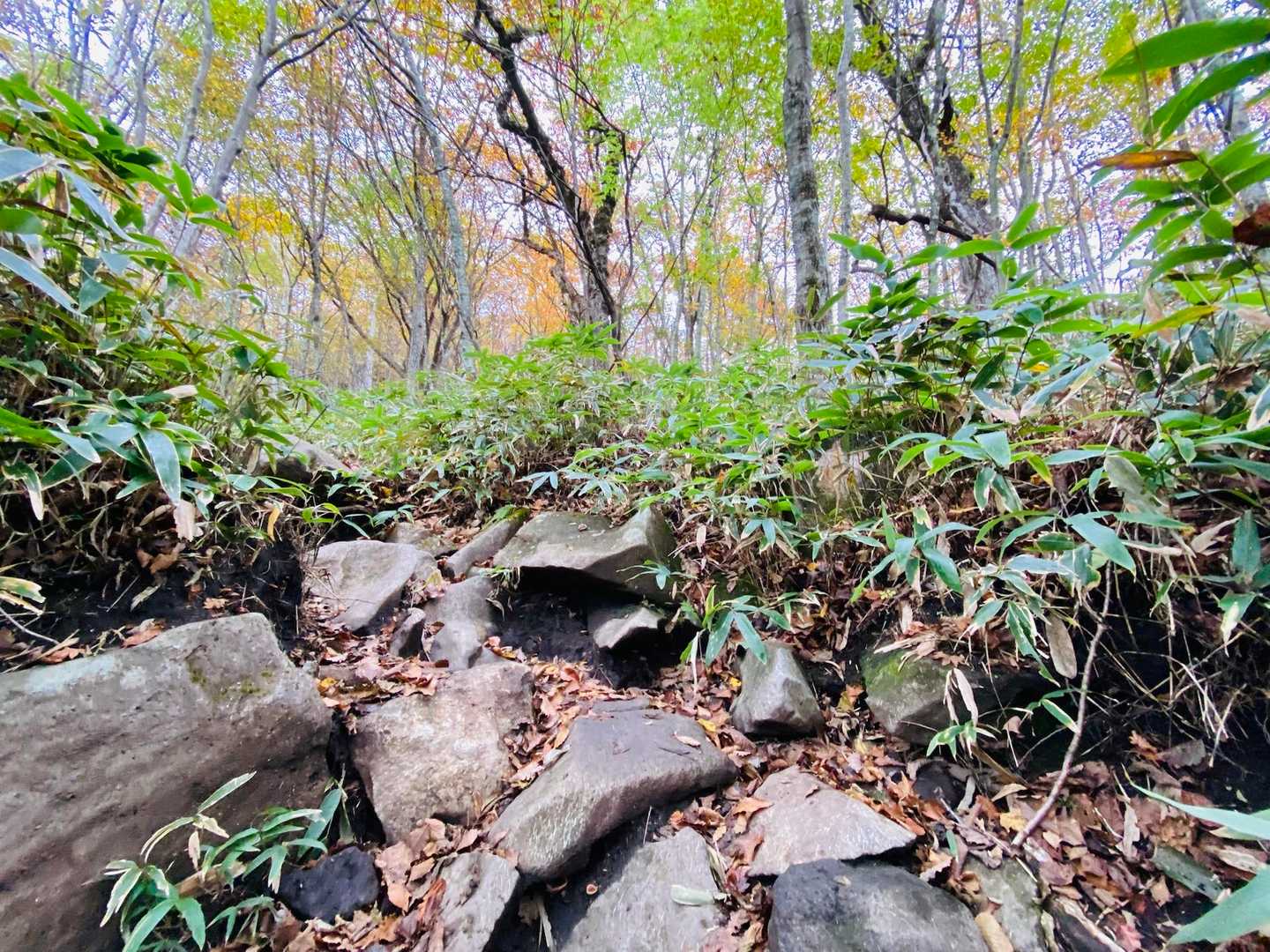 この岩ゴロの急登が好き❤️❤️
なんだかホッとする瞬間だ！