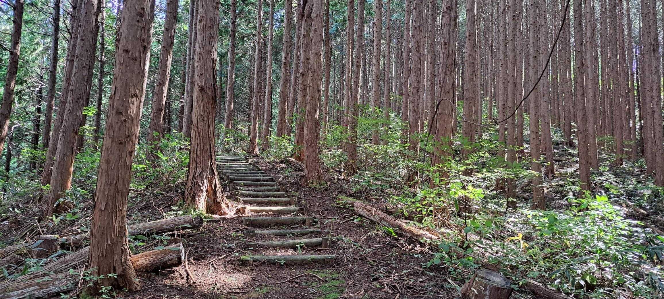 女亀山 往復コースの写真