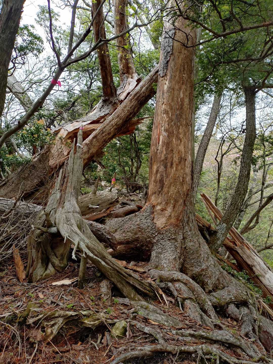 険しいお山だったっけ😅