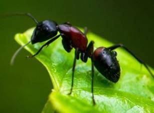 ムネアカオオアリ