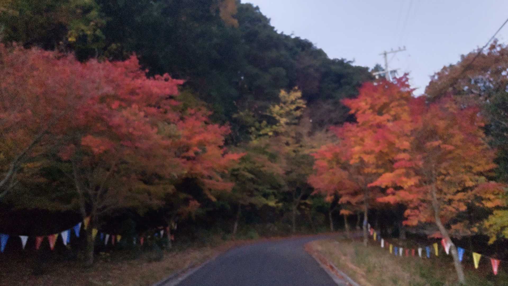 駐車場付近の紅葉は最高